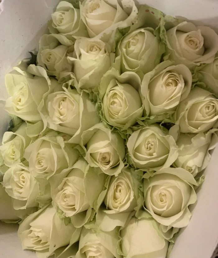 Hồng Trắng Cồ
