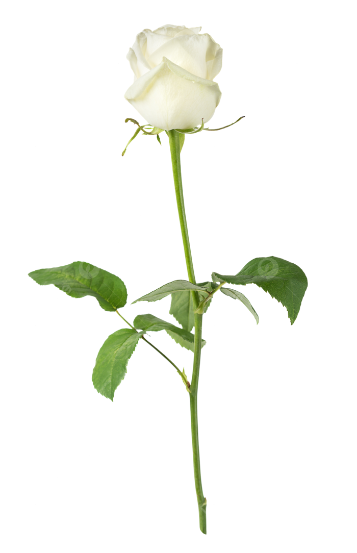 Hình ảnh Hoa Hồng Trắng Trên Lá Nền Trắng PNG , Lãng Mạn, Lý Lịch, Cánh Hoa  PNG trong suốt và Vector để tải xuống miễn phí