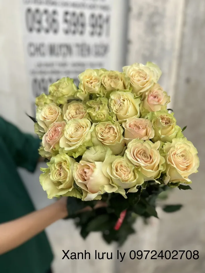 Hồng xanh lưu ly Tường Chi Rose | Hoa hồng Đà Lạt | Sỉ lẻ hồng Đà Lạt