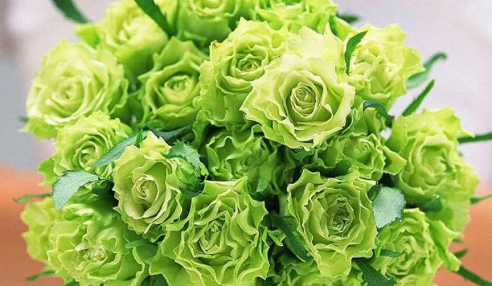 Nguồn gốc và ý nghĩa của hoa hồng xanh lá