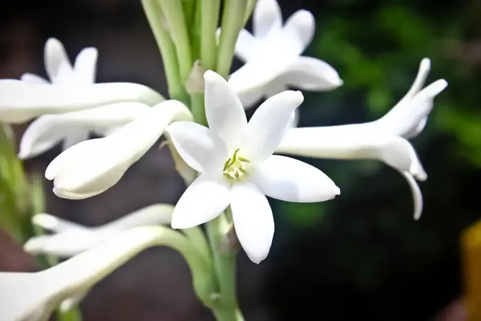 Hoa Huệ (Tuberose) Trong Nước Hoa Có Mùi Gì? - MC Perfume & Diamond: Công  Ty Nhập Khẩu Và Cung Cấp Sỉ Nước Hoa Pháp Chính Hãng