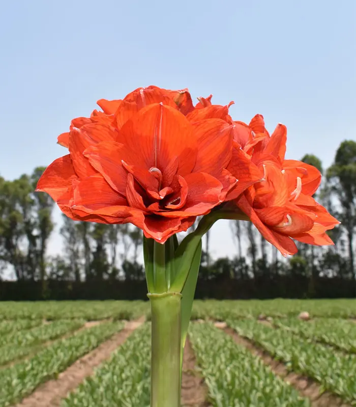 hoa huệ tây Amaryllis 