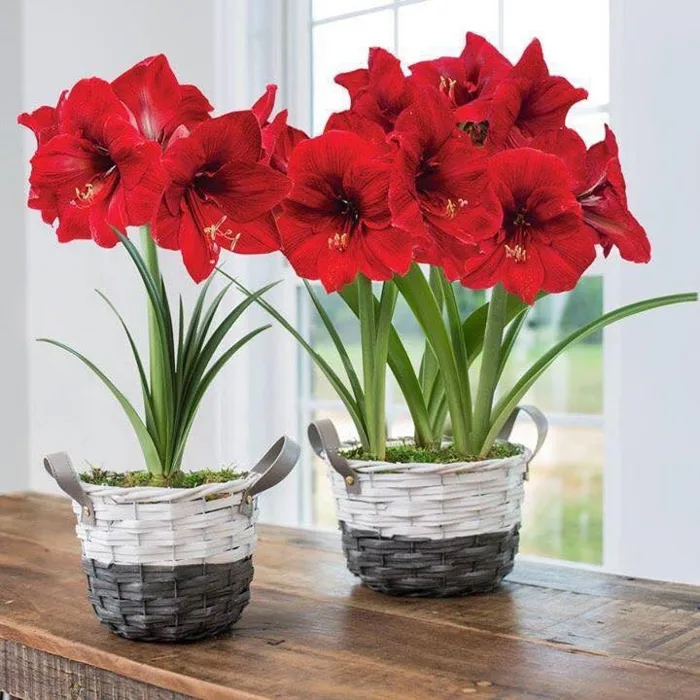 Củ Giống Hoa Huệ Tây Hoa Màu Đỏ Nhung