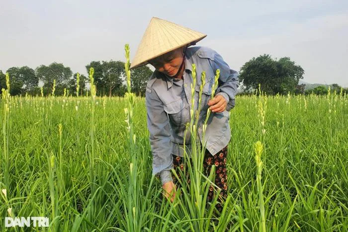 Trồng loài hoa 