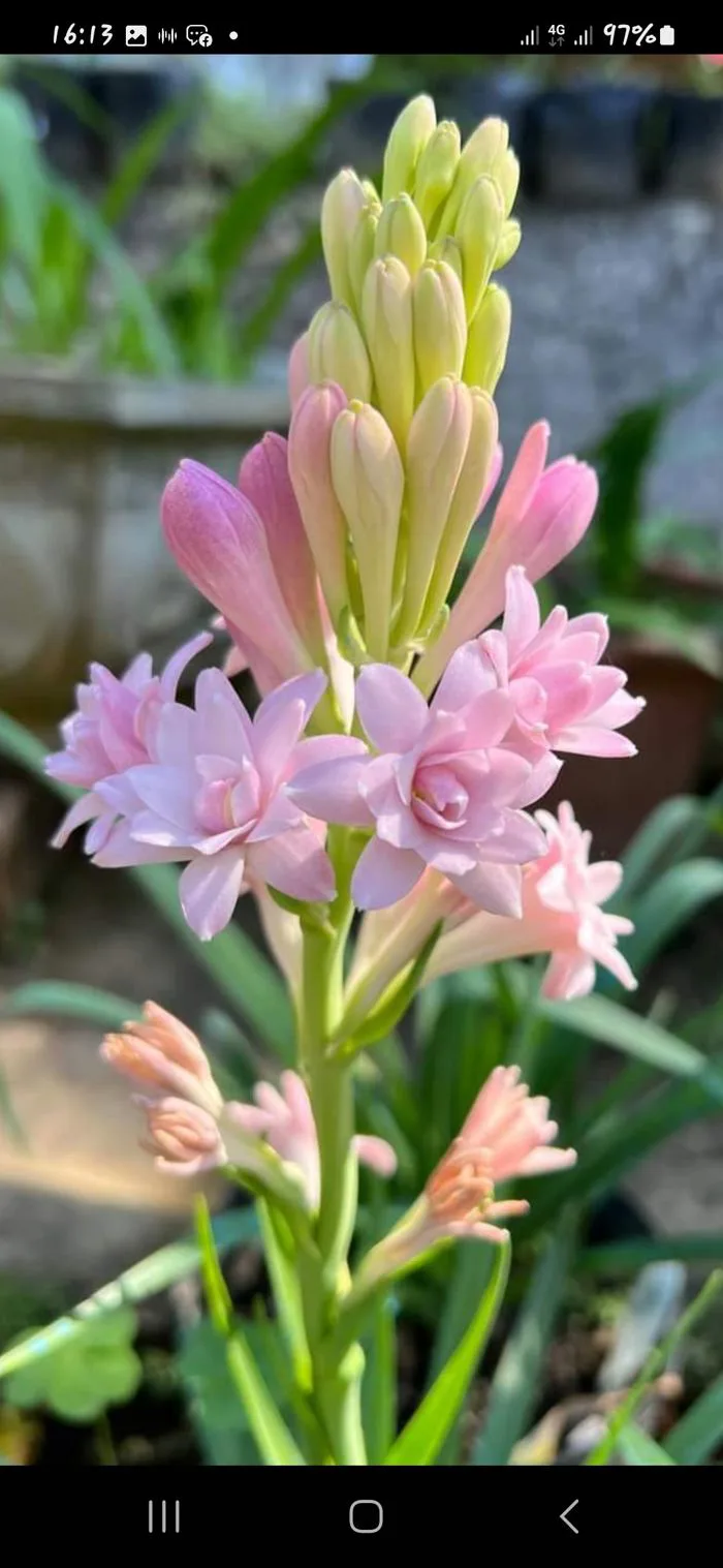 củ giống hoa huệ hương tím kép Pink Parfait - Công Ty TNHH Trúc Vũ Farm