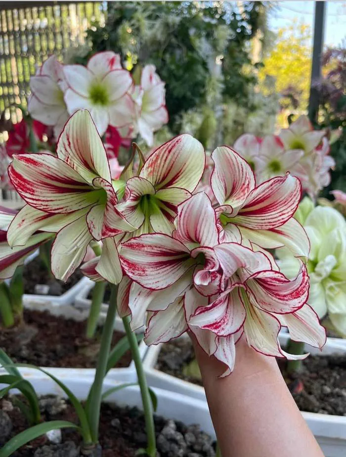 Củ Hoa huệ tây Amaryllis 