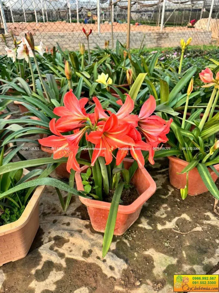 Cây hoa lan huê tây sẵn nhiều màu hoa