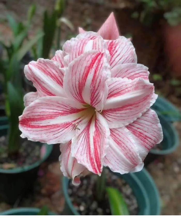 Củ Hoa huệ tây Amaryllis ” Hippeastrum Kathleen ” - cây giống - Công Ty  TNHH Trúc Vũ Farm