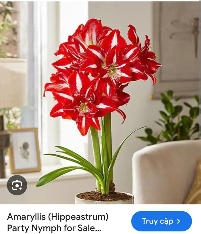 hoa huệ tây Amaryllis 