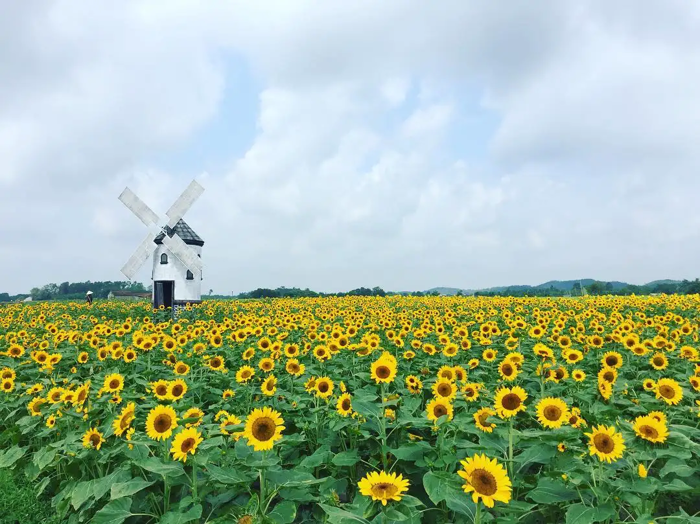 Cánh đồng hoa hướng dương Bắc Giang - vẻ đẹp thơ mộng
