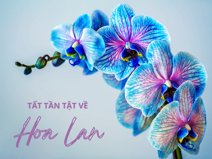 Hoa Lan: Ý Nghĩa & Cách Trồng, Chăm Sóc Hoa Lan Chi Tiết – Flosa