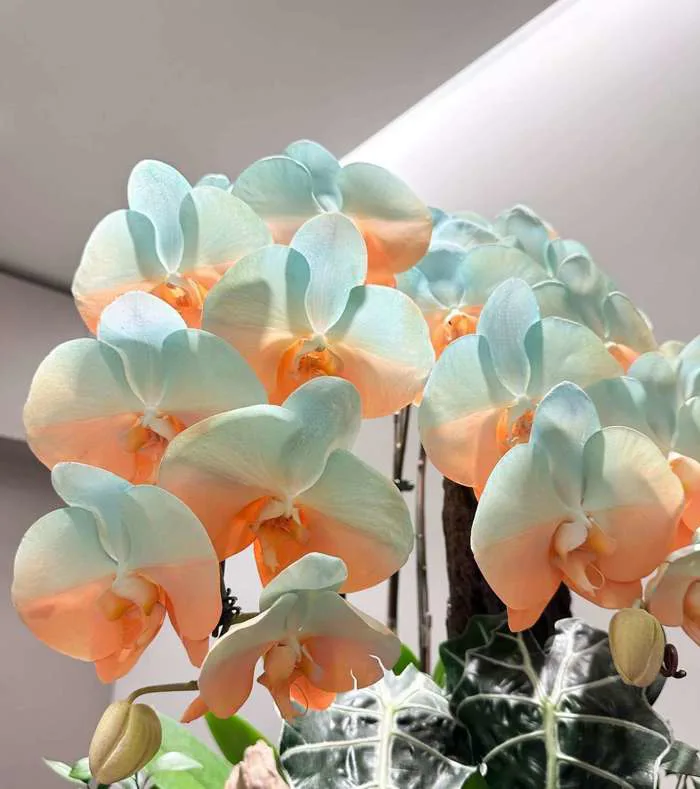 Hoa lan hồ điệp