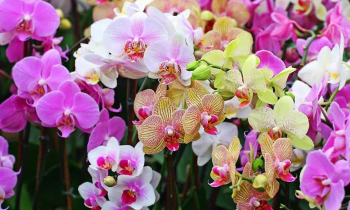 Top 30+ loại hoa lan phổ biến và dễ trồng hiện nay