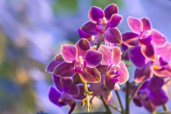 Những Ý Nghĩa Hoa Lan Có Thể Bạn Chưa Biết