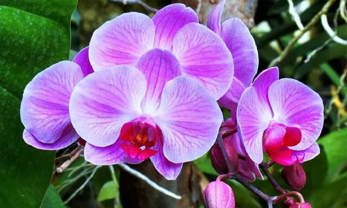 Top 20+ Các Loại Hoa Lan 
