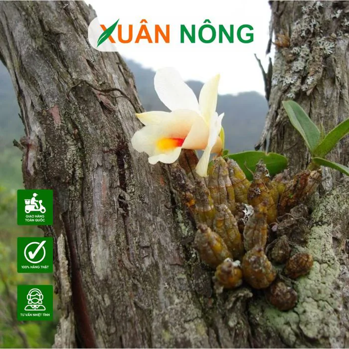 Top 35 loại hoa lan rừng đẹp nhất, dễ trồng tại nhà