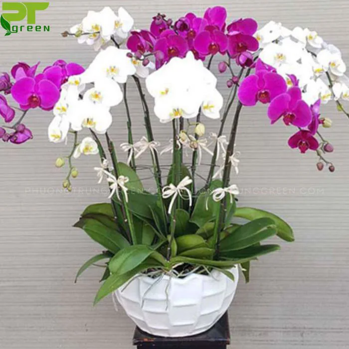 Hoa Phong Lan | Những loại hoa Phong Lan đẹp được ưa chuộng nhất