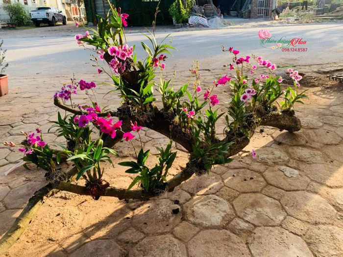 VẺ ĐẸP CỦA HOA LAN DENDRO