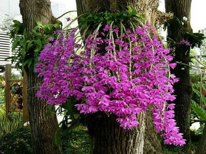 Hoa phong lan dễ chăm sóc cho người mới bắt đầu