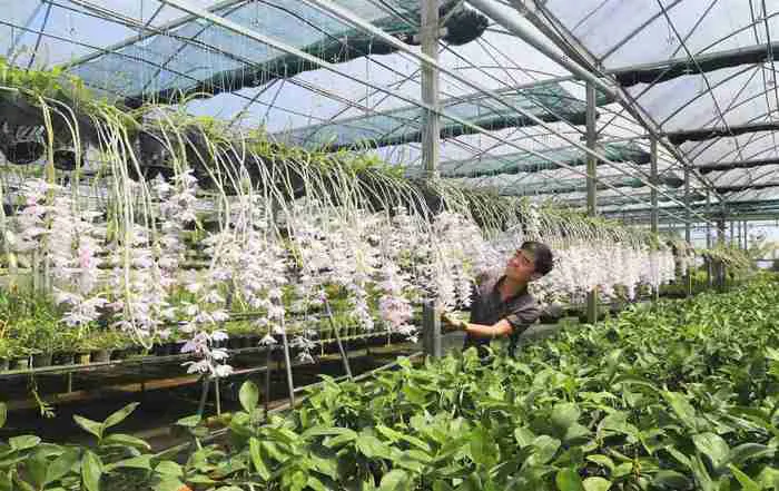 Hoa lan rừng Bảo Lộc đắt hàng dịp Tết