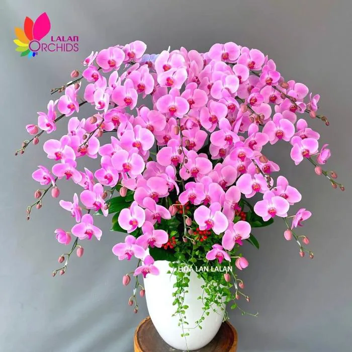 Lan hồ điệp hồng 16 cành - LHD 787