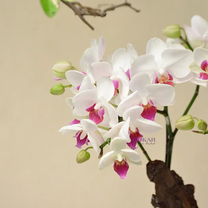 Chậu Hoa Lan Hồ Điệp Trắng - Vẻ Đẹp Tinh Khôi Và Ý Nghĩa