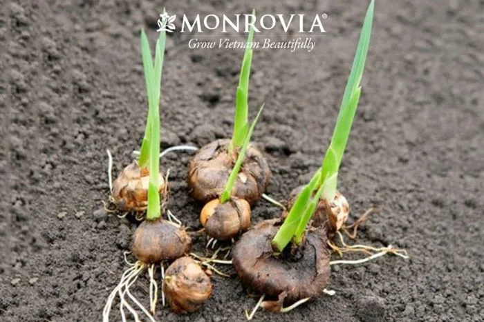 Cách trồng hoa lay ơn đơn giản, nụ to tại nhà đón Tết - Monrovia Official