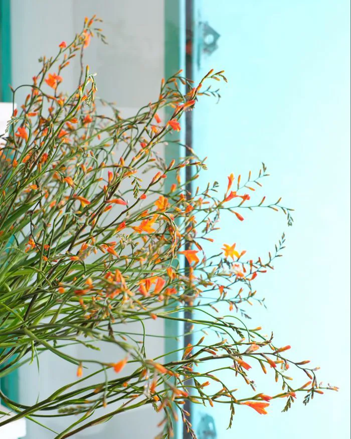 Hoa Lay ơn Lúa - L'amour Flower