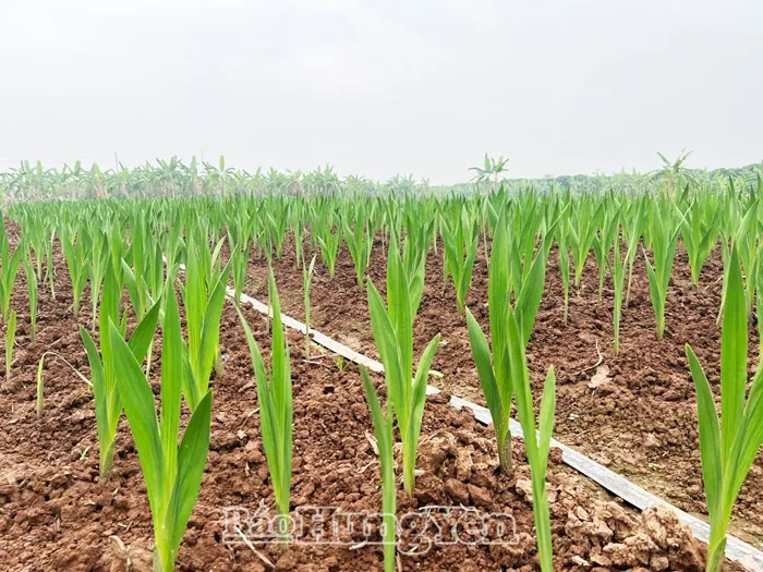 Trồng hoa lay-ơn cho hiệu quả kinh tế cao - Báo Hưng Yên điện tử