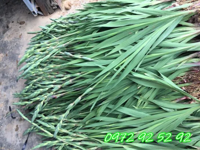 Hoa lay ơn đà lạt giá sỉ - Đặc Sản Đà Lạt 49