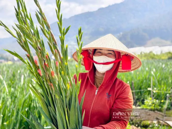 Ở vùng đất trồng nhiều hoa lay ơn nhất Việt Nam, người dân đang mừng ra mặt  vì điều này