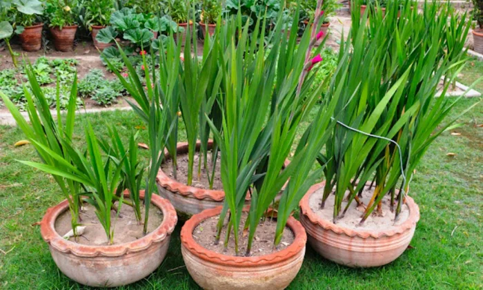 Cách trồng hoa lay ơn nở đúng Tết 2026 đẹp, đơn giản tại nhà