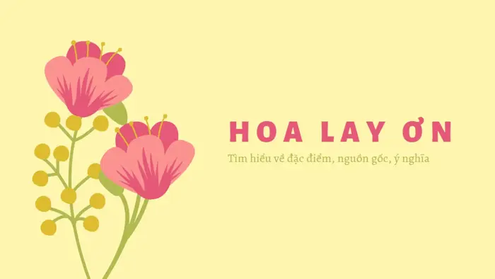 Tìm hiểu về Hoa Lay Ơn - Nguồn gốc, đặc điểm, ý nghĩa