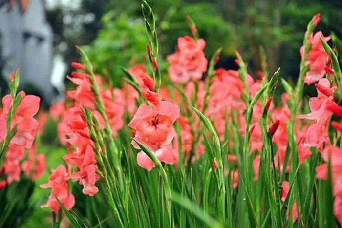 Hoa lay ơn: Vẻ đẹp thanh cao, tượng trưng cho sự chân thành và tưởng niệm