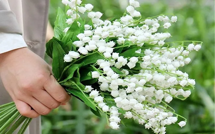 hoa linh lan - Công Ty TNHH Trúc Vũ Farm