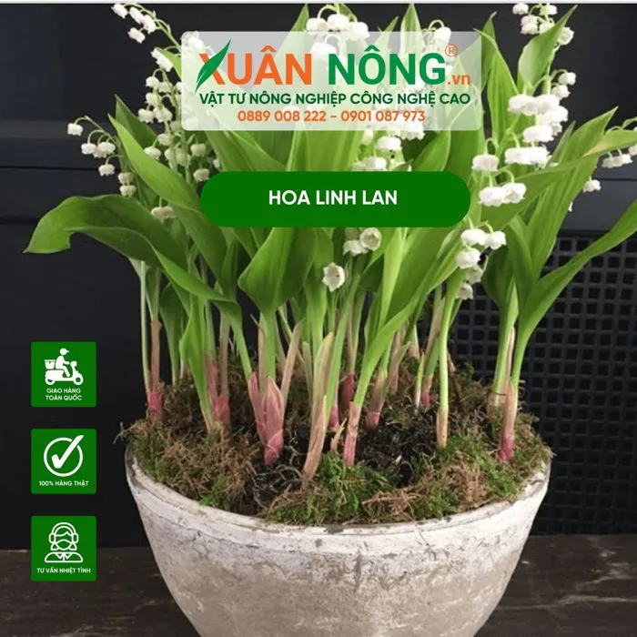 Hoa linh lan: Đặc điểm, ý nghĩa, cách trồng nở rực rỡ