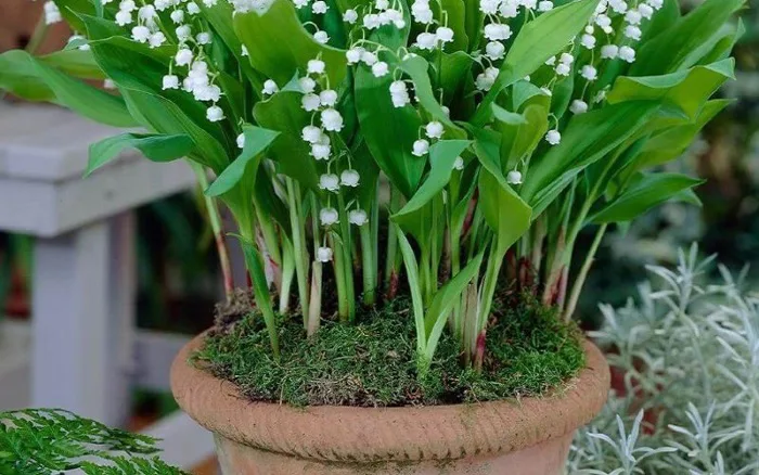 Hoa Linh Lan trắng: Ý nghĩa, hình ảnh, cách trồng, chăm sóc tại nhà