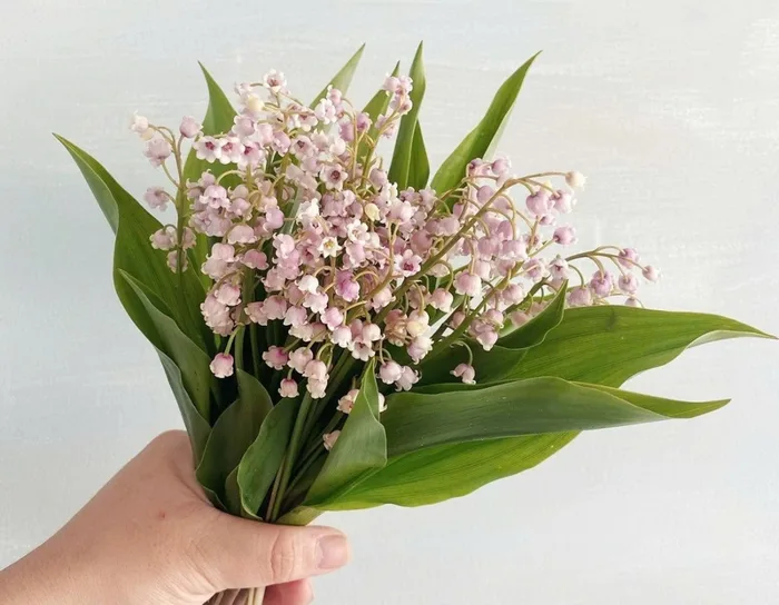 Tìm hiểu về hoa linh lan? Nguồn gốc, ý nghĩa và các loại hoa linh lan hiện  nay
