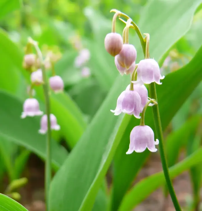 Hoa Linh Lan (Lily Of The Valley) Trong Nước Hoa Có Mùi Gì? - MC Perfume &  Diamond: Công Ty Nhập Khẩu Và Cung Cấp Sỉ Nước Hoa Pháp Chính Hãng