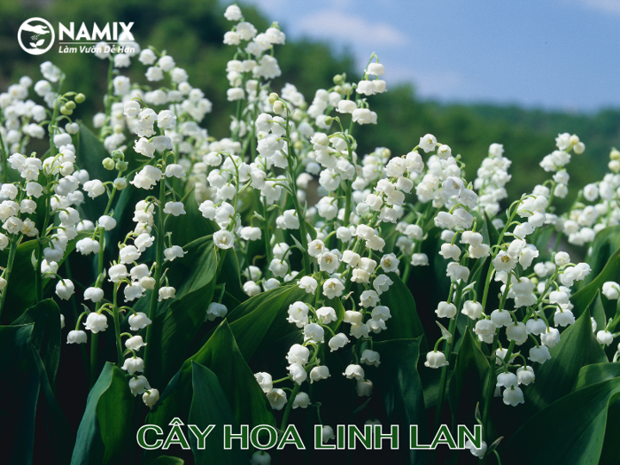 Cách trồng Hoa Linh Lan đơn giản và cách chăm sóc đúng cách