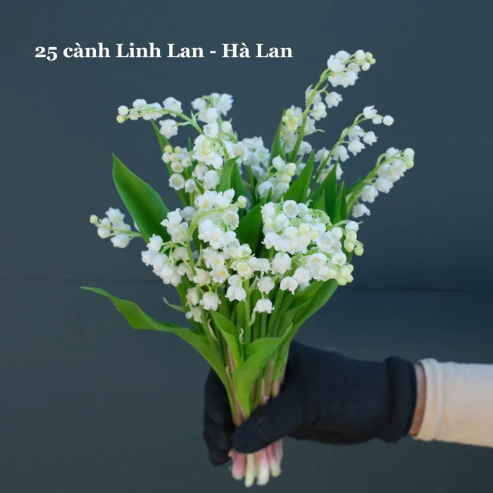Hoa Linh Lan Nhập Khẩu Hà Lan