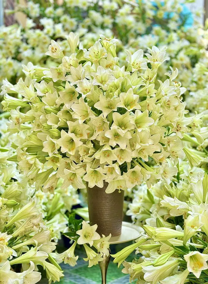 Tháng 4 về, chị em rủ nhau khoe bình hoa loa kèn đẹp rực rỡ, đỉnh nhất vẫn  là căn nhà với 2.000 bông hoa