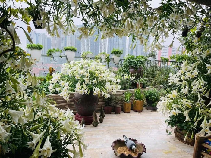Hoa loa kèn vào mùa giá siêu rẻ, 'mãn nhãn' khu vườn nghìn bông đua nở