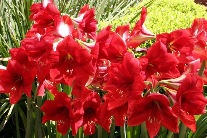 Hoa Loa Kèn Đỏ: khám phá ý nghĩa, đặc điểm cách trồng và cách chăm sóc