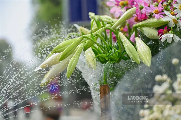 Hoa loa kèn tinh khôi gọi mùa hạ mỗi góc phố Hà Nội