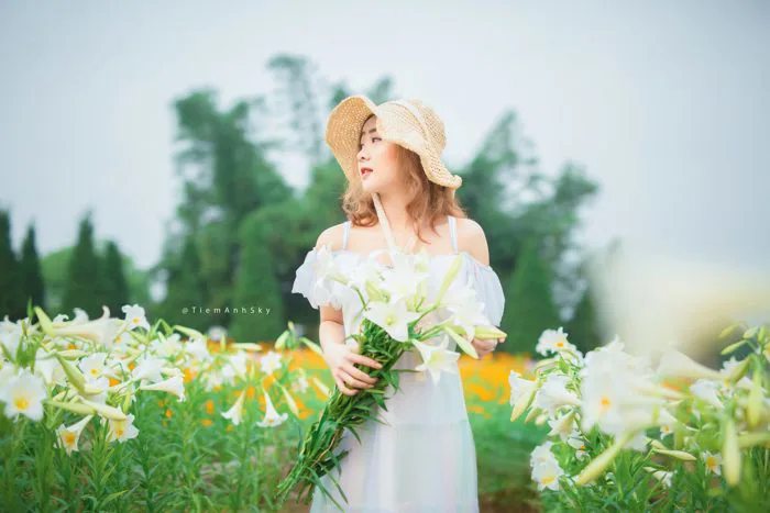 Chụp Ảnh Với Hoa Loa Kèn Đẹp Tại Hà Nội