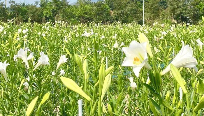 DBC - Thử nghiệm thành công mô hình trồng hoa Loa kèn tại thành phố Đà Nẵng  - DBC