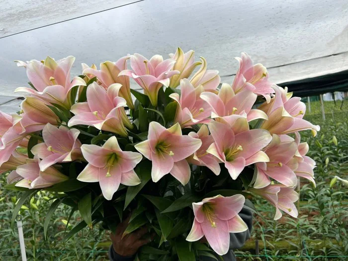 củ giống hoa loa kèn hồng hà lan nhập khẩu - Công Ty TNHH Trúc Vũ Farm