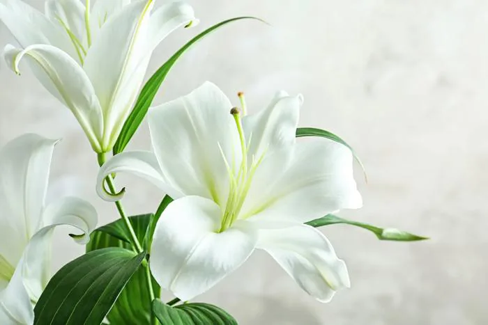 Hoa loa kèn - Biểu tượng đầy kiêu hãnh