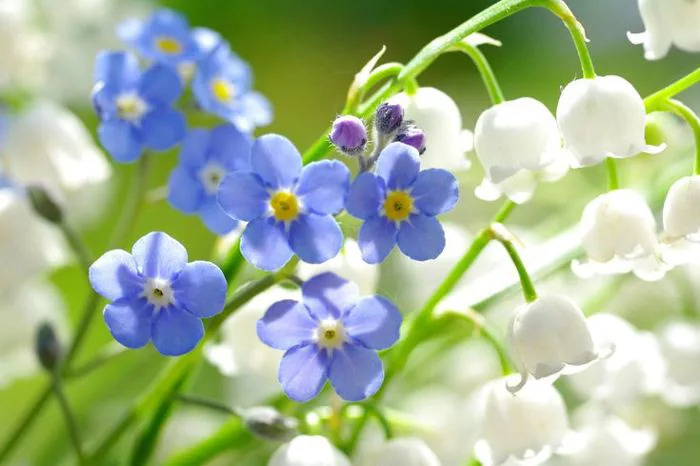 Hình ảnh hoa Lưu Ly tím đẹp nhất